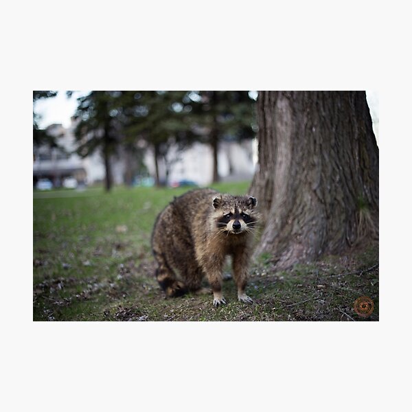 "Defiance" - Raccoon portrait Photographic Print