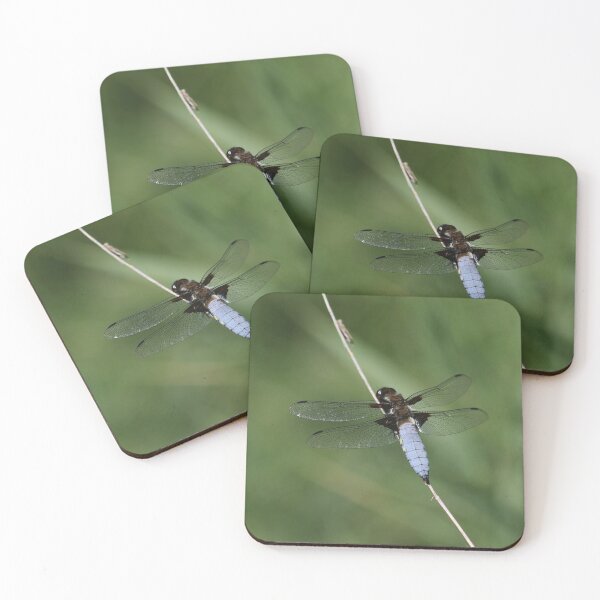 Item preview, Flat-bellied dragonfly designed and sold by NW-Photo-Art.