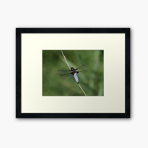 Flat-bellied dragonfly Framed Art Print