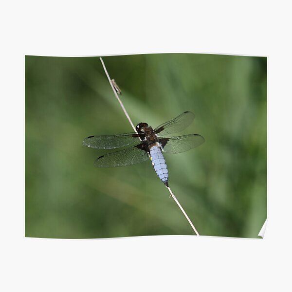 Flat-bellied dragonfly Poster