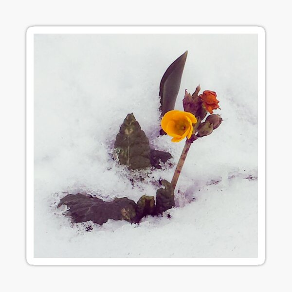 Flower in the snow Sticker