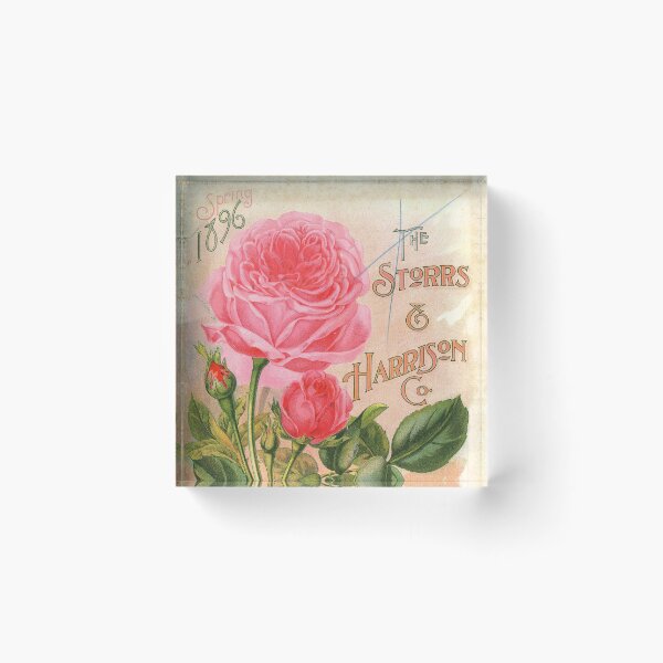 Item preview, Roses - Storrs & Harrison, Co. 1896 designed and sold by killies.
