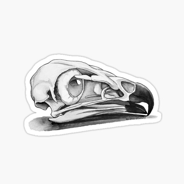 Hawk Skull Drawing Sticker