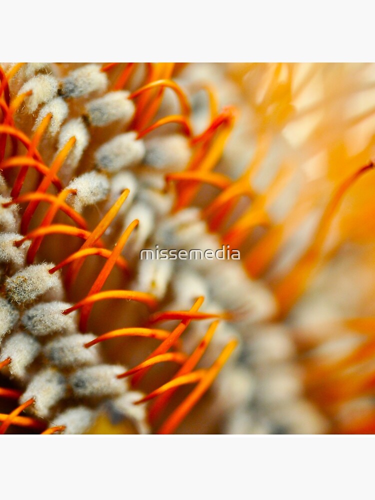 Australian Banksia Flower by missemedia