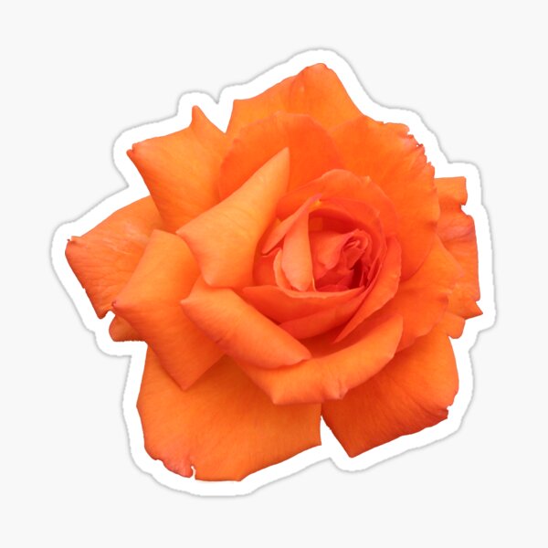 Orange Rose Sticker