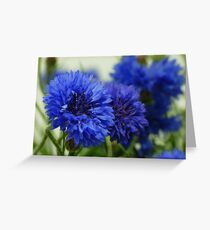 Cornflowers Greeting Card