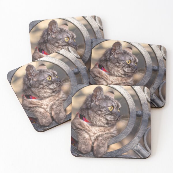 Item preview, Cute grey cat in a metal gate circle designed and sold by Pokofoto.