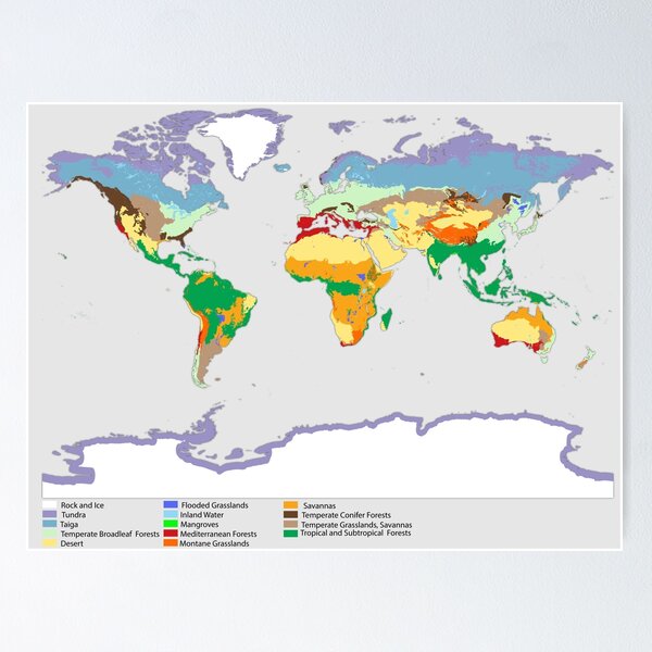 World map of coverage the main biomes in the world Terrestrial ecosystem world map biome Poster