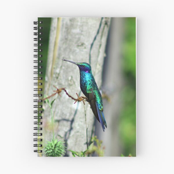 Item preview, Hummingbird on Barbed Wire designed and sold by rhamm.