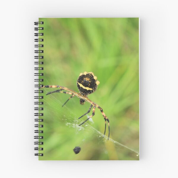 Item preview, Spider on a Web designed and sold by rhamm.