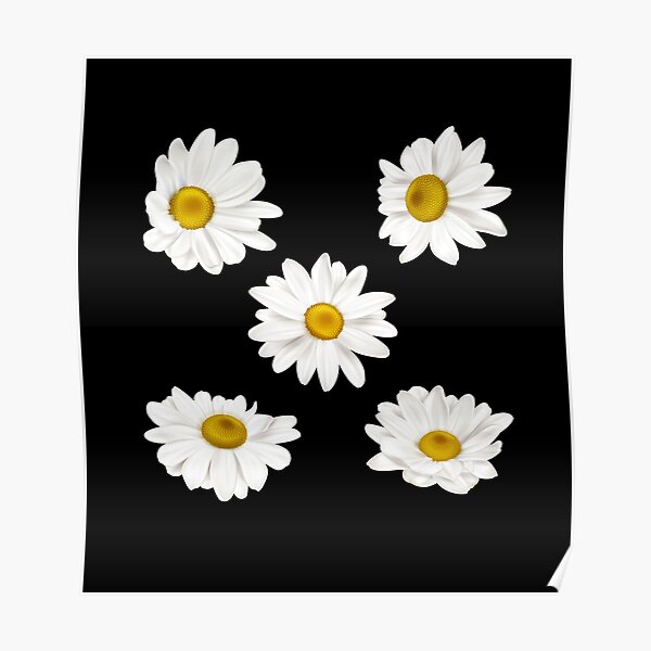 white chamomile flowers Poster