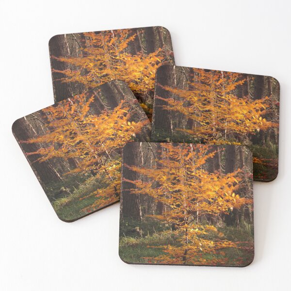 Item preview, Photography Sunlit Beech tree Snowshill Woods Cotswolds Gloucestershire  designed and sold by SimonJohnson1.