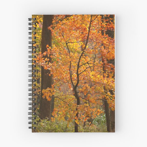 Aperçu de l'œuvre Photographie, art numérique, hêtre d'automne soufflé par le vent ensoleillé Cotswolds Gloucestershire créée et vendue par SimonJohnson1.