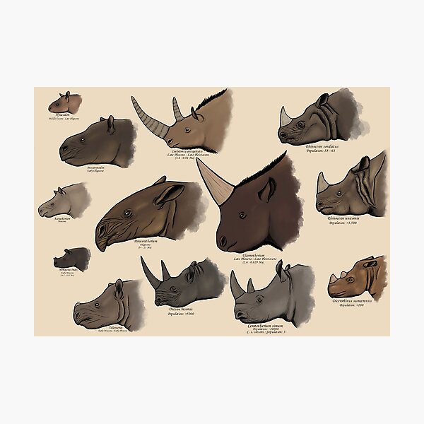 Rhinocertidae - extant rhinos and their relatives. Photographic Print