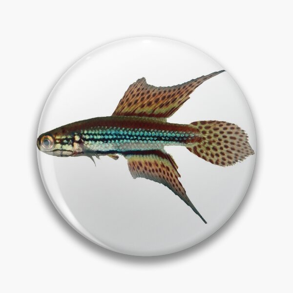 Item preview, NTB - Cynopoecilus notabilis Killifish designed and sold by killies.