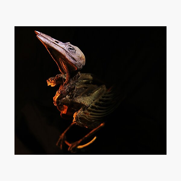 Item preview, Hungry Bird designed and sold by jagphoto.