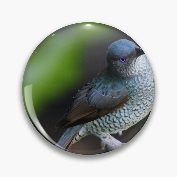 Item preview, Satin Bowerbird (Female) Queensland, Australia. designed and sold by Ralph de Zilva.