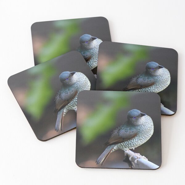 Item preview, Satin Bowerbird (Female) Queensland, Australia. designed and sold by Ralph de Zilva.