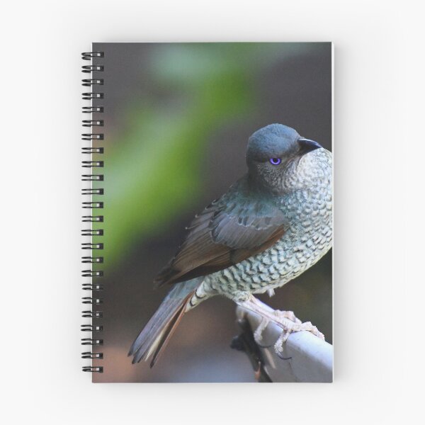 Item preview, Satin Bowerbird (Female) Queensland, Australia. designed and sold by Ralph de Zilva.