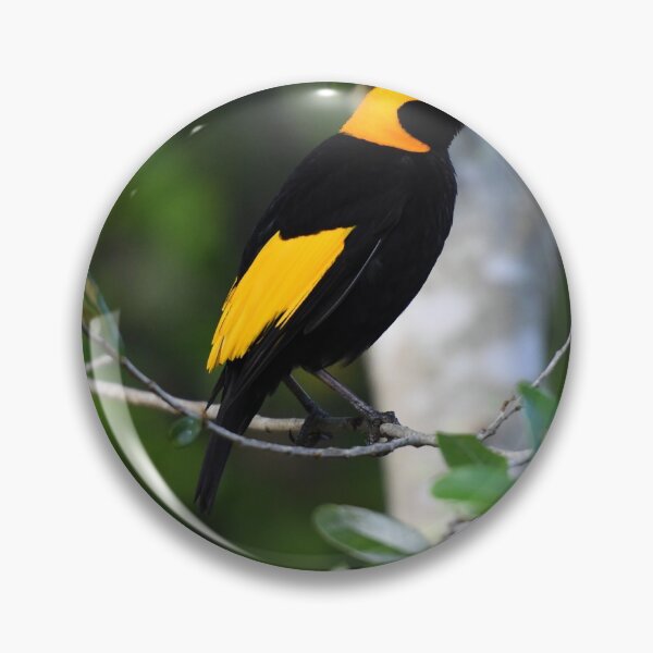 Item preview, Regent Bowerbird. Lamington NP, Queensland, Australia. designed and sold by Ralph de Zilva.