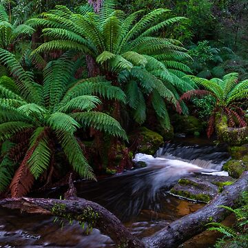Artwork thumbnail, Mt Field National Park, Tasmania by paulmp