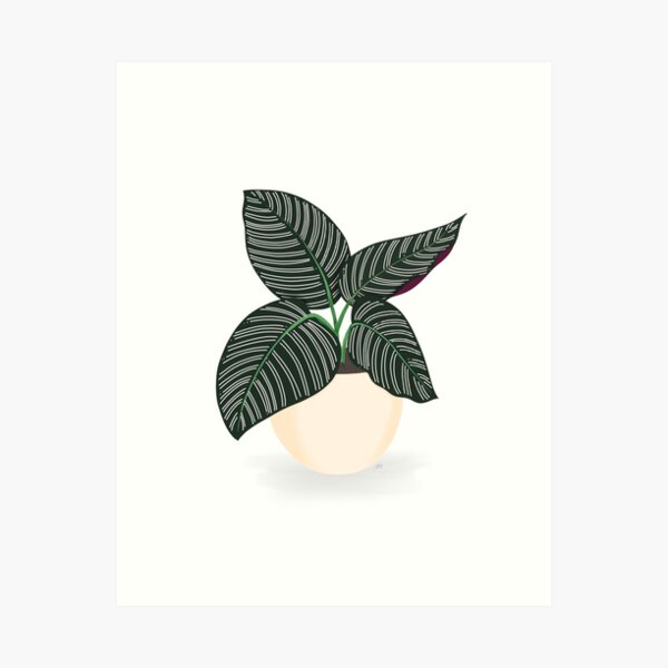 Calathea Ornata Art Print