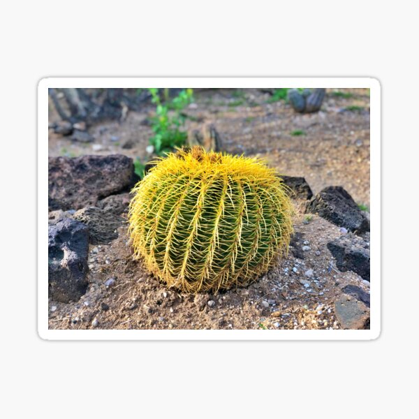 Item preview, Golden Barrel Desert Cactus | Nature is beautiful designed and sold by The Princess Saves Herself.