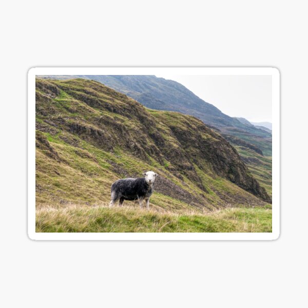 Item preview, The Herdwick Sheep - Lake District designed and sold by Steve H Clark.