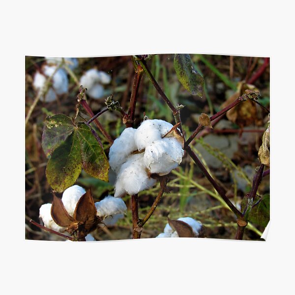 Cotton Poster
