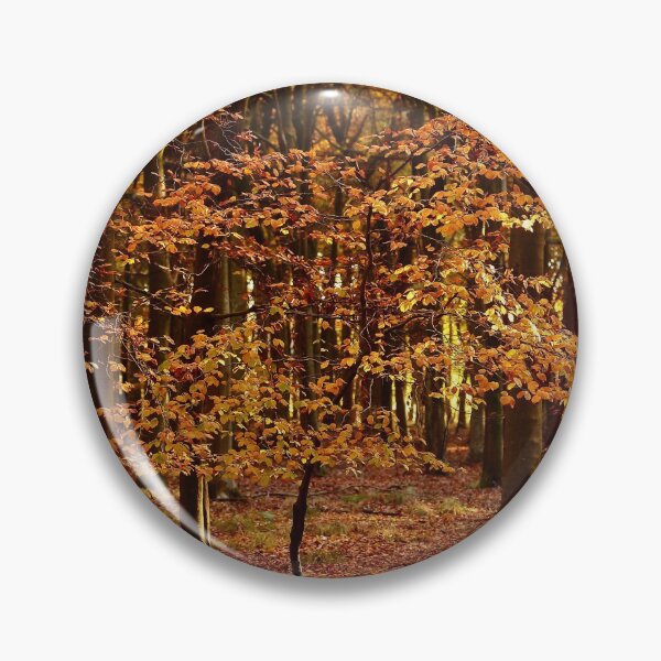 Item preview, Photograph, digital art, Sunlit Beech tree in autumn splendour  designed and sold by SimonJohnson1.