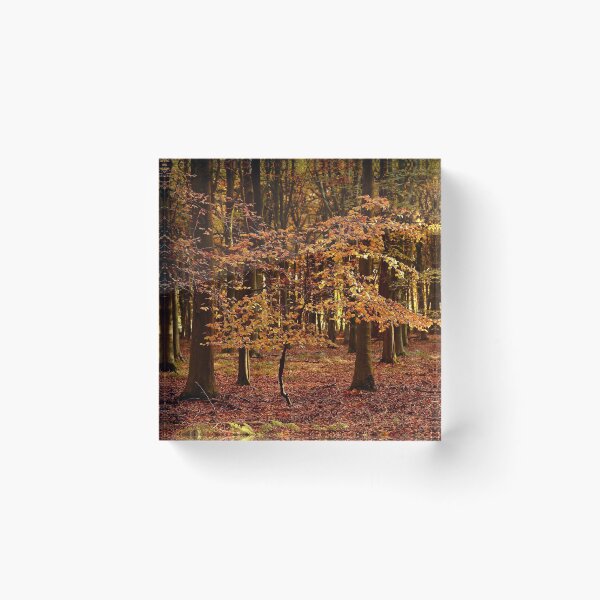 Item preview, Photograph, digital art, Sunlit Beech tree in autumn splendour  designed and sold by SimonJohnson1.