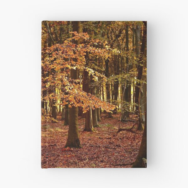Aperçu de l'œuvre Photographie, art numérique, hêtre ensoleillé dans la splendeur de l'automne créée et vendue par SimonJohnson1.
