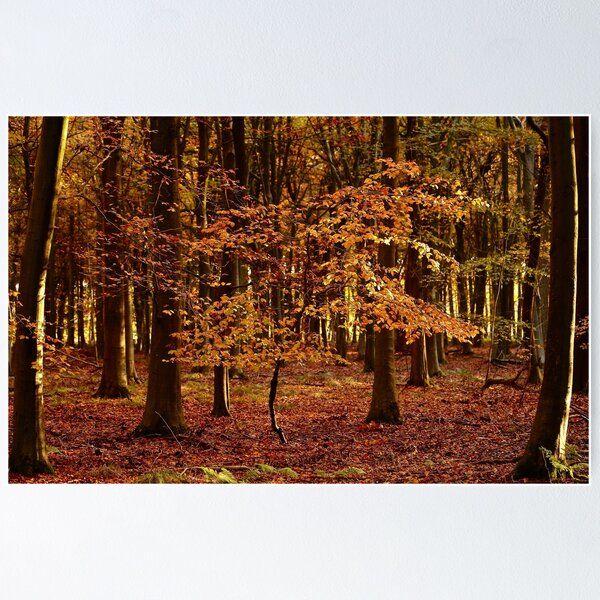 Item preview, Photograph, digital art, Sunlit Beech tree in autumn splendour  designed and sold by SimonJohnson1.