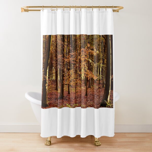 Item preview, Photograph, digital art, Sunlit Beech tree in autumn splendour  designed and sold by SimonJohnson1.