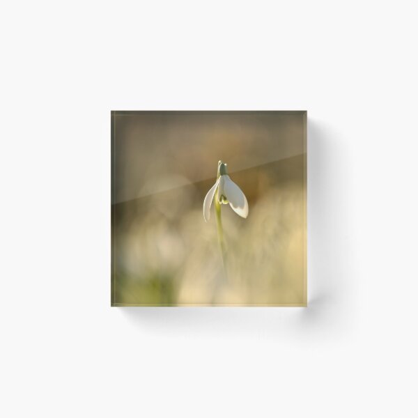 Item preview, Photograph, digital art photo Sunlit Snowdrop Cotswolds designed and sold by SimonJohnson1.