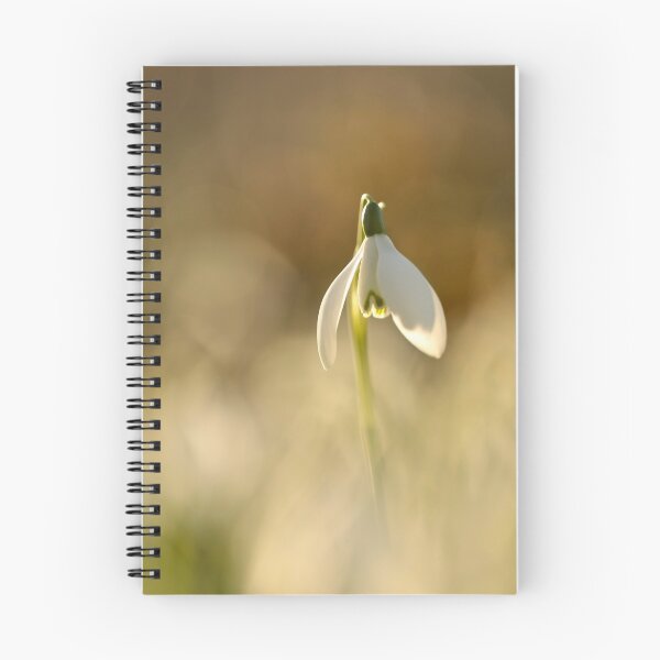 Item preview, Photograph, digital art photo Sunlit Snowdrop Cotswolds designed and sold by SimonJohnson1.