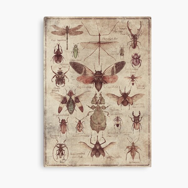 Insects (colored) Canvas Print