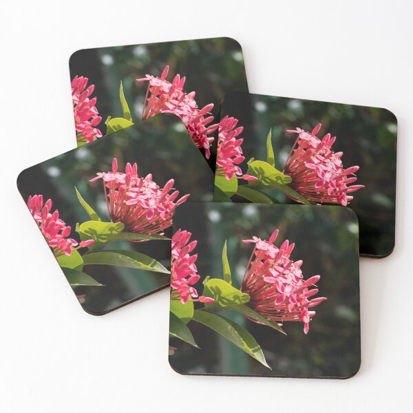 Item preview, Cluster of red ixora coccinea flowers designed and sold by SimplyAdrienne.