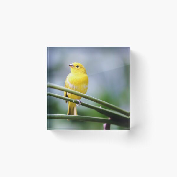 Yellow canary bird Acrylic Block