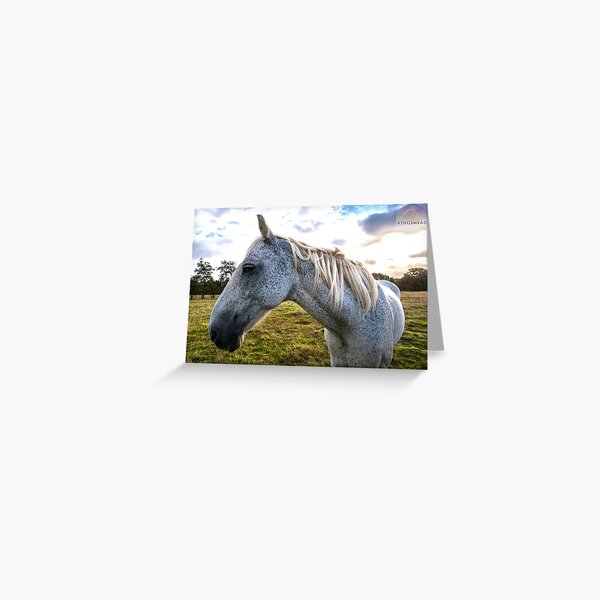 Tom Tom Collection Greeting Card