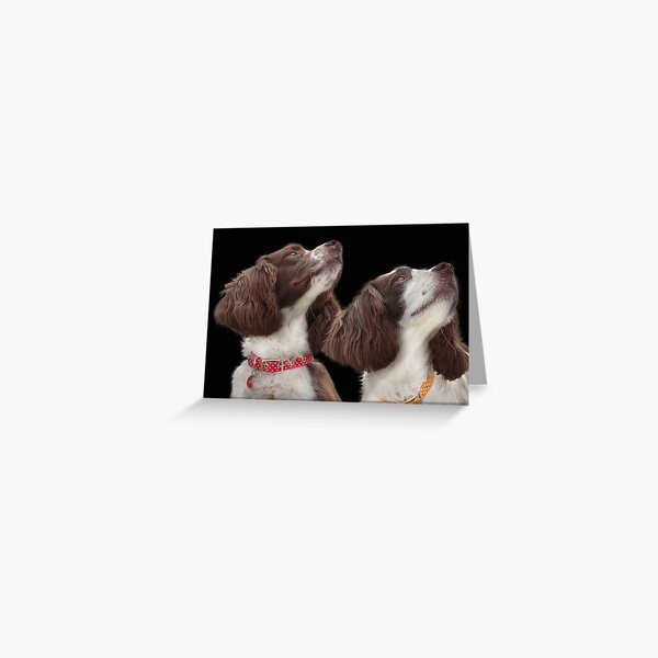Two Spaniels Greeting Card
