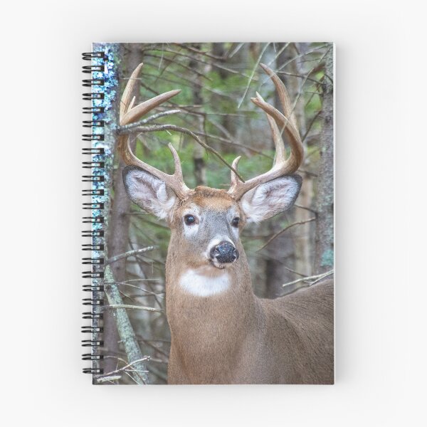 Item preview, Buck Acadia National Park designed and sold by Jerry Walter.