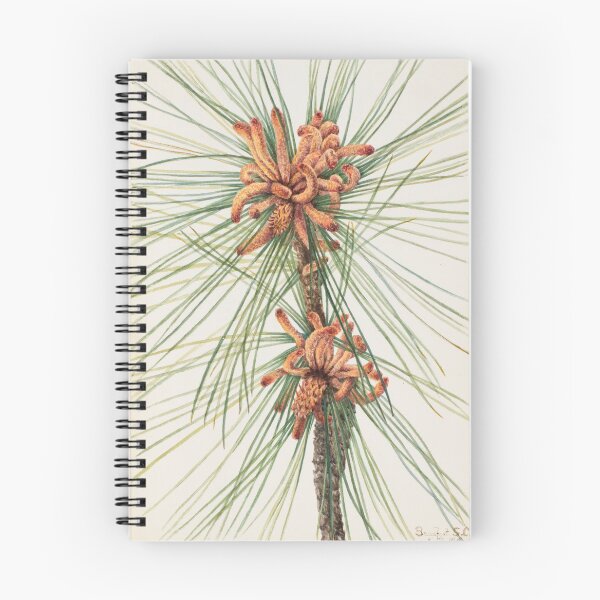 Aperçu de l'œuvre Aquarelle botanique de pin à encens créée et vendue par Vintage Wall Art.