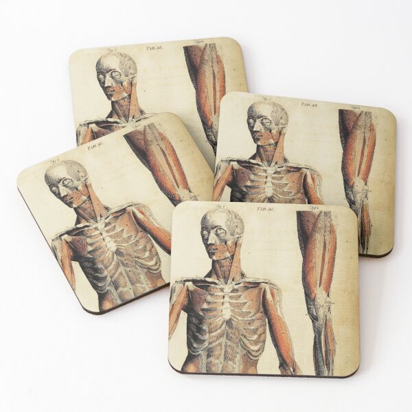 Item preview, Vintage Anatomical art muscles and bones designed and sold by Vintage Designs +.
