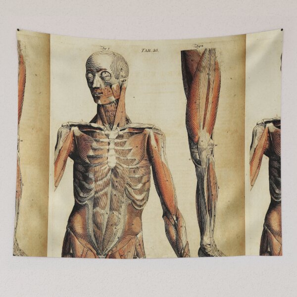 Item preview, Vintage Anatomical art muscles and bones designed and sold by Vintage Designs +.