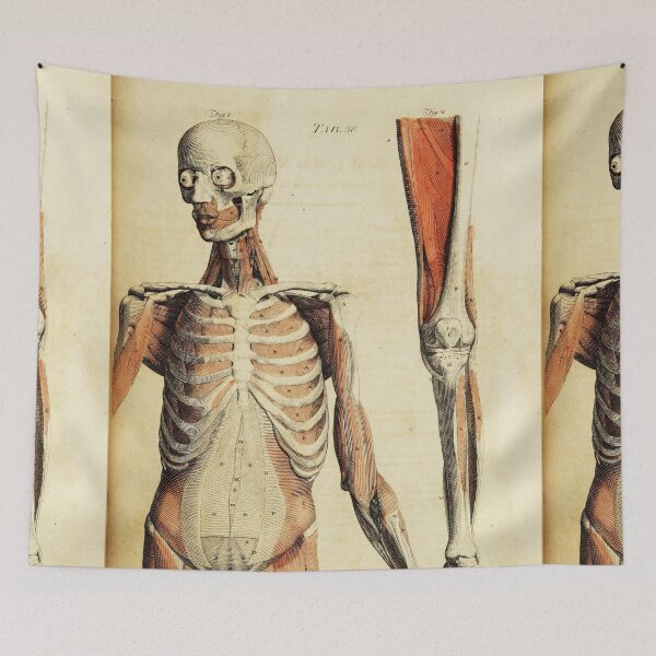 Item preview,  Vintage Anatomical art muscles and skeleton designed and sold by Vintage Designs +.