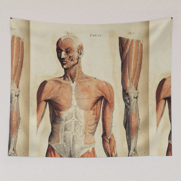 Item preview, Vintage Anatomical art muscles and bones designed and sold by Vintage Designs +.