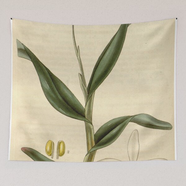 Item preview, Epidendrum pallidiflorum Curtis' 57 (N.S. 4) pl. 2980 (1829) designed and sold by EsotericBotanic.