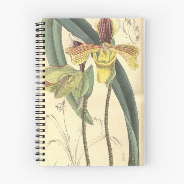 Item preview, Paphiopedilum villosum var. annamense Curtis' 133 (Ser. 4 no. 3) pl. 8126 (1907) designed and sold by EsotericBotanic.