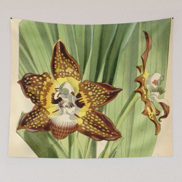 Item preview, Huntleya burtii (as Batemannia burtii) Curtis' 98 (Ser. 3 no. 28) pl. 6003 (1872) designed and sold by EsotericBotanic.
